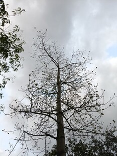 孤树挺立在多云天空下