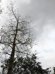 枯树立于阴云天空下