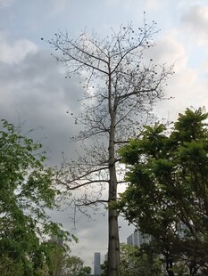 枯树与绿树相映成景