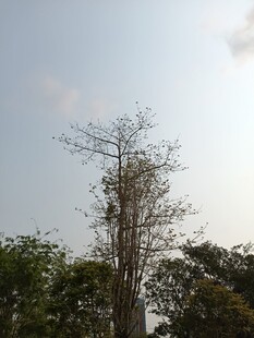 挺拔树木立于蓝天之下