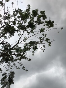 乌云下的树枝与绿叶