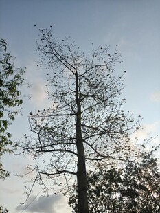 枯树立于蓝天之下