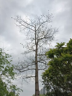 枯树挺立在绿意环绕间