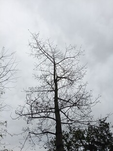 冬日枯树立于阴云之下