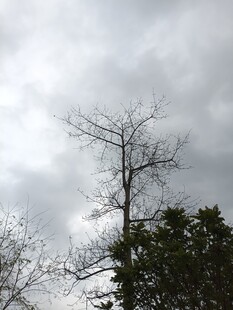 枯树立于阴云之下