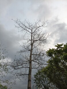 枯树立于多云天空下