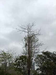 枯树立于多云天空之下