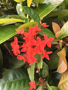 鲜艳红色花朵绽放绿叶间