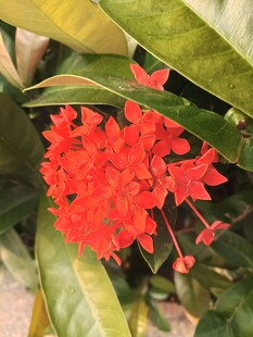 鲜艳红色花朵与绿叶相伴