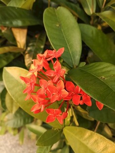 鲜艳红色花朵与绿叶相伴