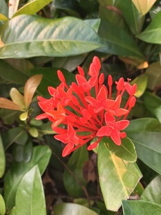 艳丽红花朵与翠绿叶片