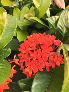 鲜艳红色花朵与绿叶相伴