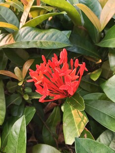 艳丽红花朵伴翠绿叶片