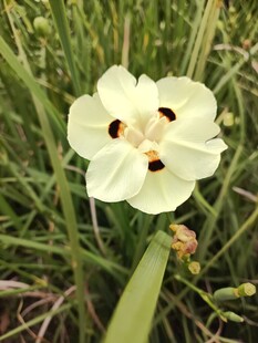 白色花朵绽放于草丛中