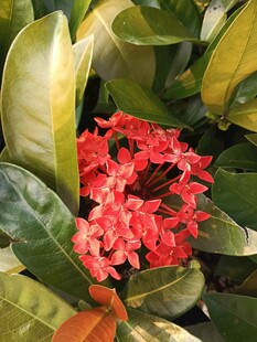 娇艳龙船花绽放绿叶间