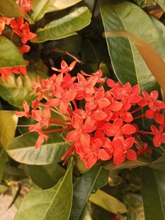 鲜艳红色龙船花绽放