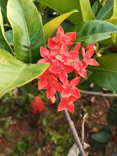 鲜艳龙船花绽放绿叶间