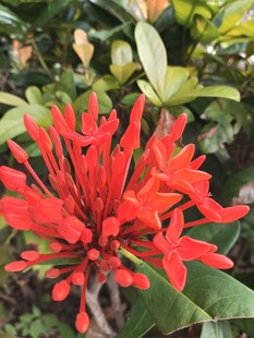 鲜艳红色花朵绽放