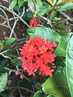 鲜艳红色龙船花绽放