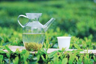 玻璃壶泡绿茶