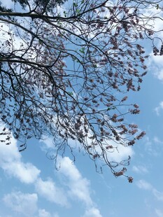 蓝天树枝与飘零枯叶