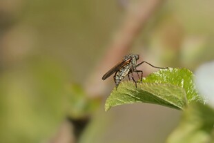 绿叶上停歇的小昆虫