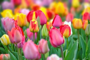 多彩郁金香花海