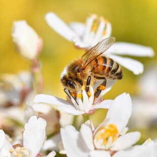 蜜蜂采蜜于白色小花间