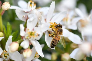 蜜蜂采蜜于洁白花朵间