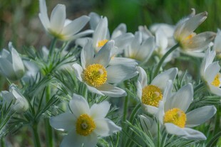 白色花朵绽放生机