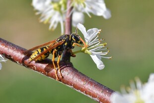 蜜蜂停驻繁花枝头