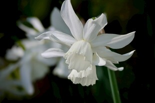 优雅绽放的白色水仙花