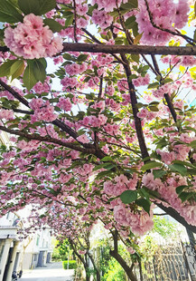 烂漫樱花树