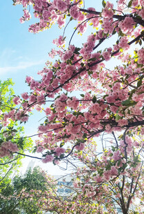 春日烂漫樱花枝头绽放