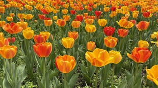 绚烂多彩的郁金香花海