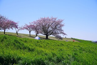 春日草地旁的烂漫樱花树