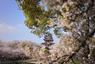 春日繁花中的古典楼阁