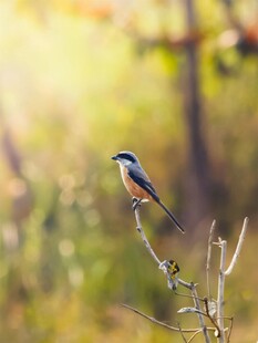 枝头栖息的美丽小鸟