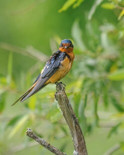 栖息枝头的多彩小鸟