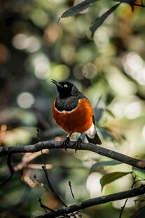 枝头栖息的多彩小鸟