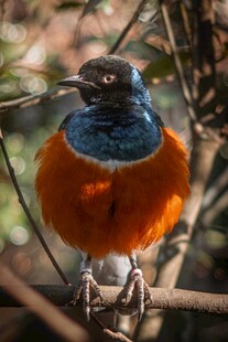 蓝橙相间小鸟栖于枝头