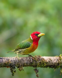 多彩小鸟栖息于树枝上