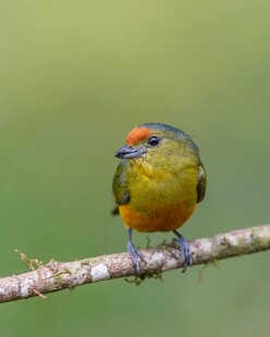 多彩小鸟栖于枝头
