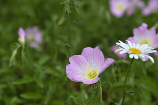 草地上的粉嫩小花