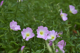 田野中的粉色美丽野花