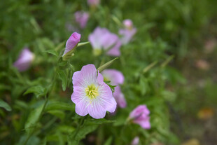 粉色小花绽放于绿意间