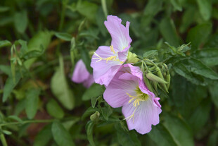 娇艳粉色野花绽放
