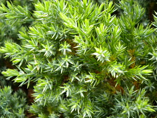 铺地柏针叶植物特写