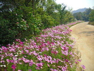 波斯菊乡间花径