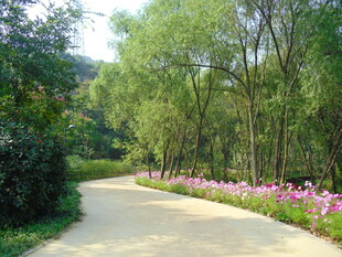 道路花径